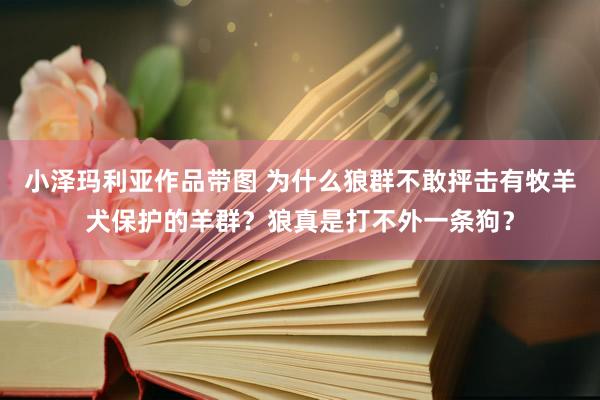 小泽玛利亚作品带图 为什么狼群不敢抨击有牧羊犬保护的羊群？狼真是打不外一条狗？